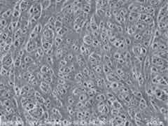 捷力新能源 鋰離子電池隔膜